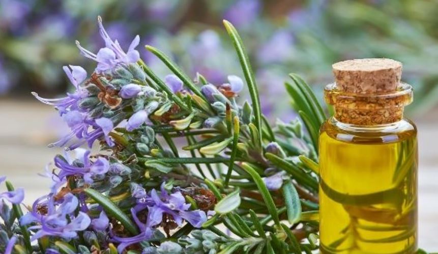 Biberiye Nedir? Tıbbi Biberiyenin Faydaları Nelerdir?
