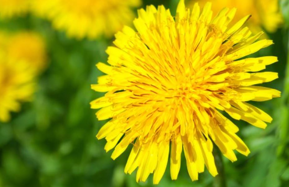 Tıbbi Karahindiba Nedir? Faydaları Nelerdir?